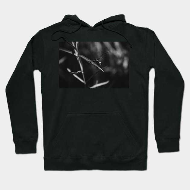 black and white dragonfly Hoodie by sarelitay